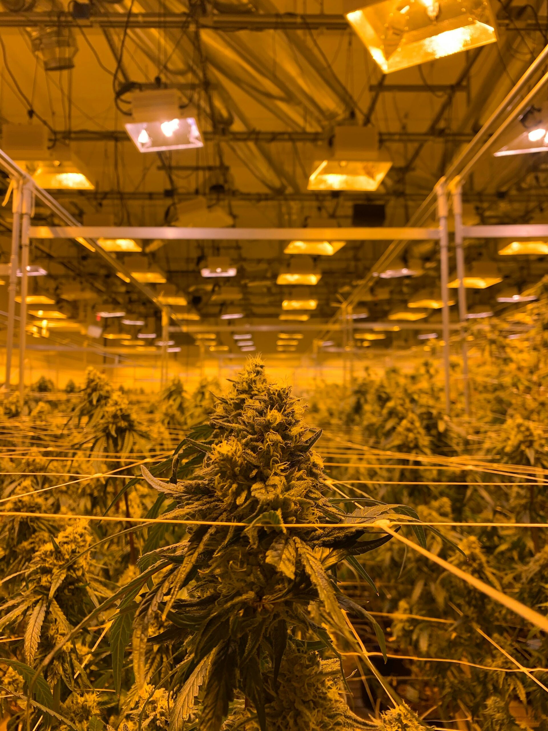 Contact OT PLUG DISTRO