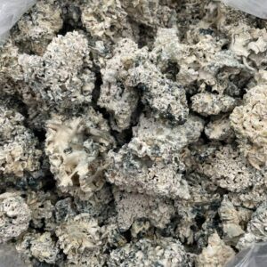 Alternative view of Exotic mushrooms