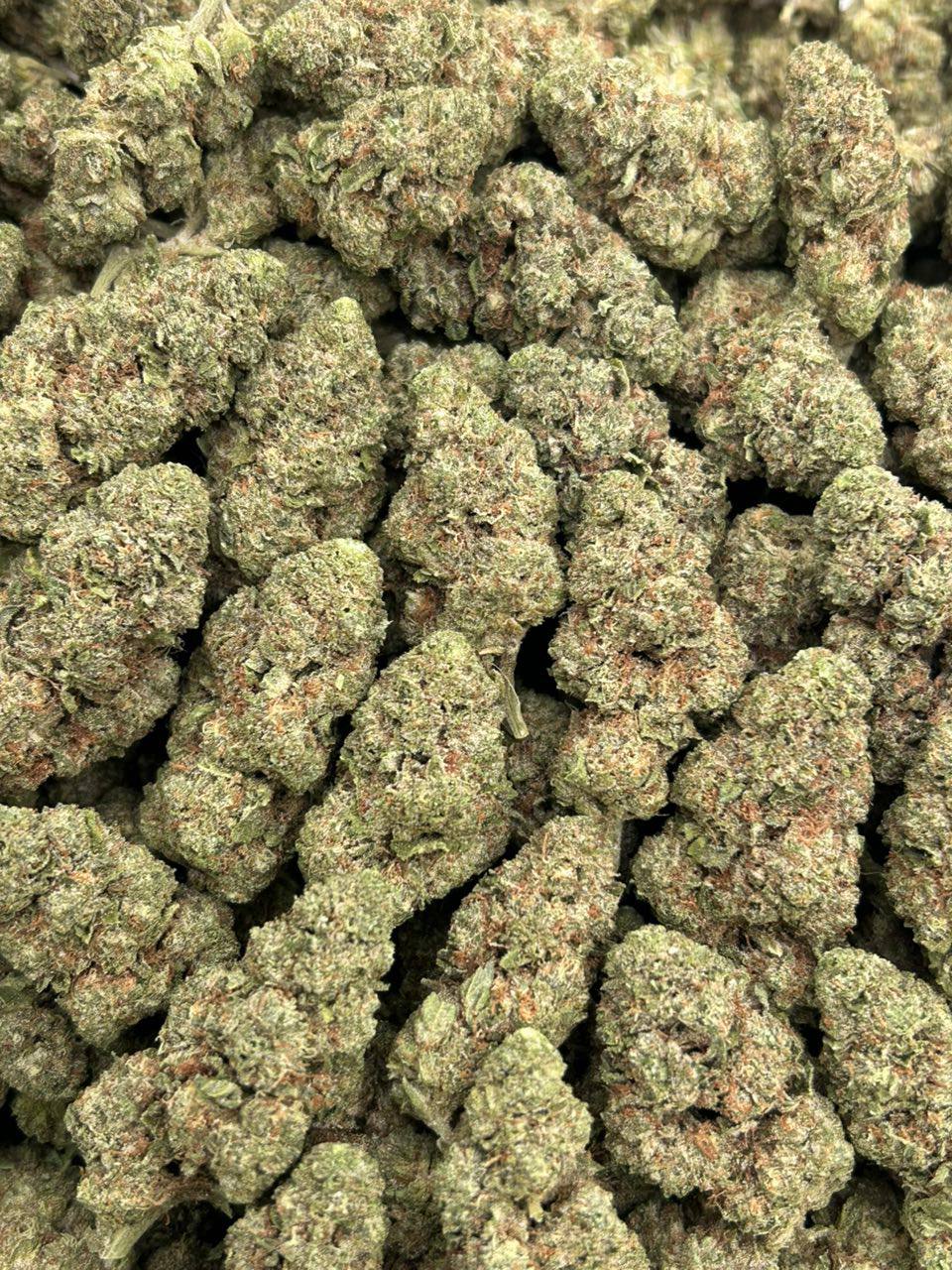 Vanilla Gelato 41 - Image 2