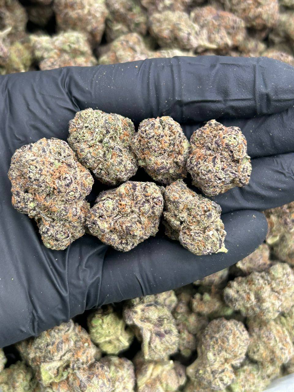 Glazed Apricot Gelato