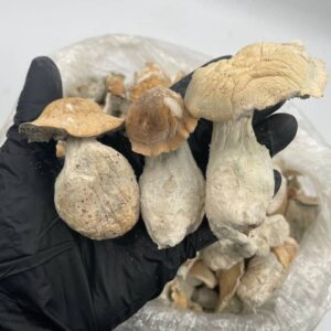 Alternative view of APE MUSHROOMS