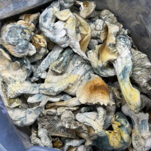 Alternative view of Bluey Vuittons 🍄